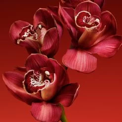 Calvin Klein My Euphoria -Parfum Luxe Soldes calvin klein my euphoria eau de parfum pour femme 3