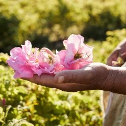 GUERLAIN Aqua Allegoria Rosa Rossa Harvest -Parfum Luxe Soldes guerlain aqua allegoria rosa rossa harvest eau de toilette pour femme edition limitee 4