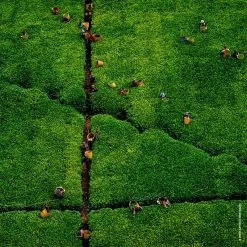 GUERLAIN Aqua Allegoria Rosa Rossa Harvest -Parfum Luxe Soldes guerlain aqua allegoria rosa rossa harvest eau de toilette pour femme edition limitee 5